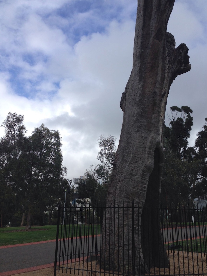 Scar tree in Yarra Park next to MCG