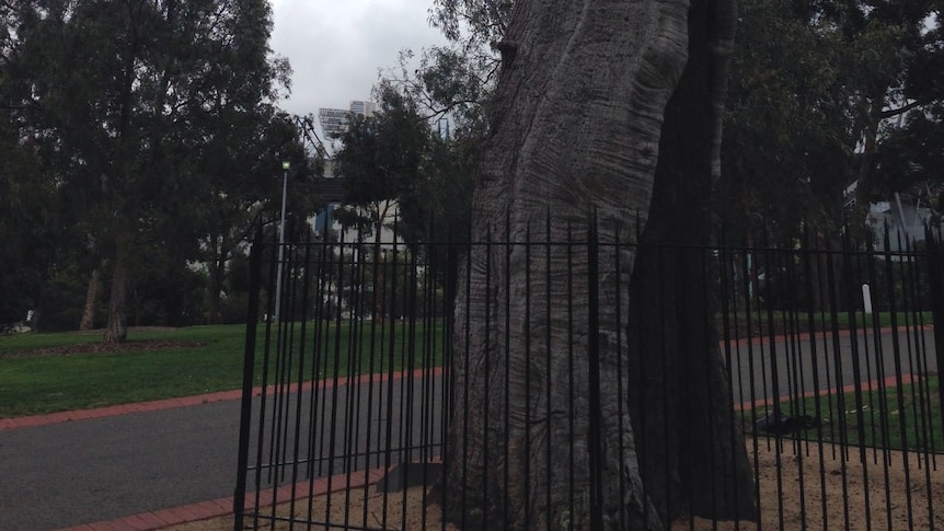 Scar tree in Yarra Park next to MCG