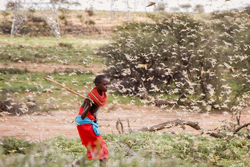 A young farmer swipes at a locust swarm with a wooden stick.