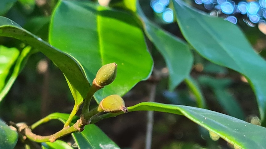 A close up of two buds on a plant with large, smooth green leaves.
