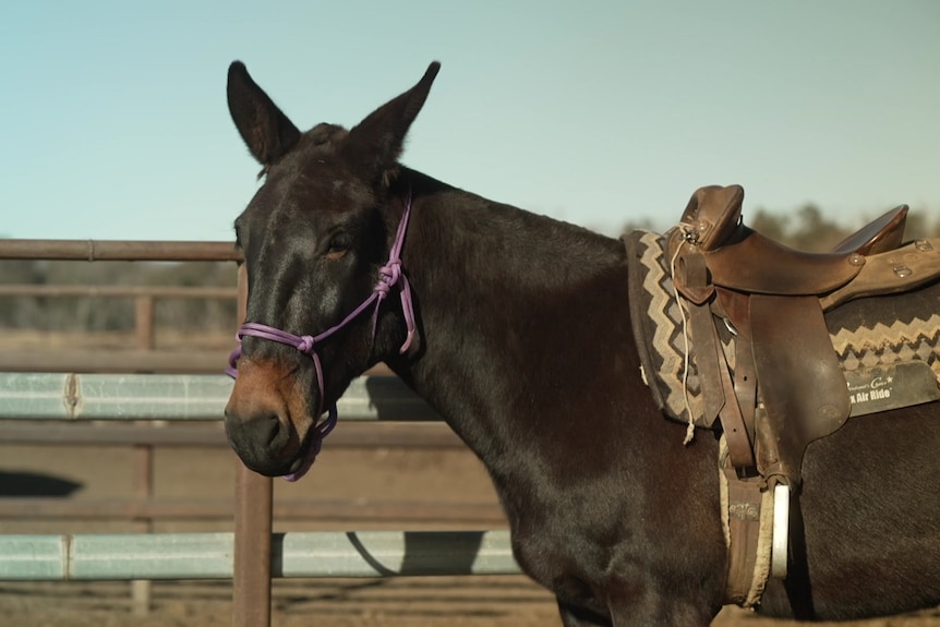 A saddled-up mule.