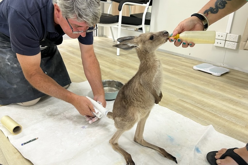 A man kneeling down to get a plaster cast of a young kangaroo's tail