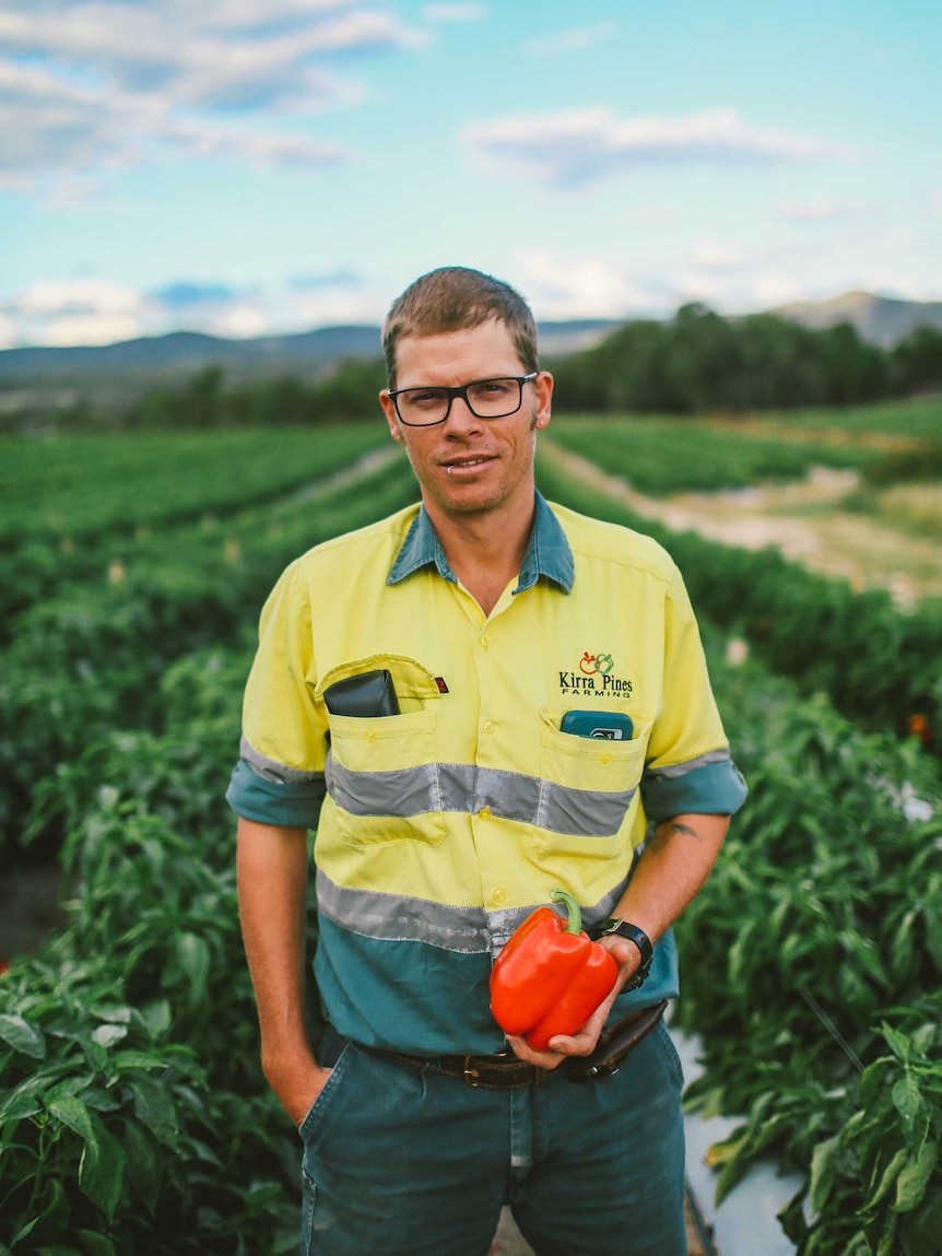 Tim Carnell holds a capsicum in his hand in the field.