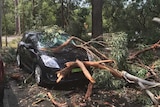 A tree's branches fell on a car in the bushland