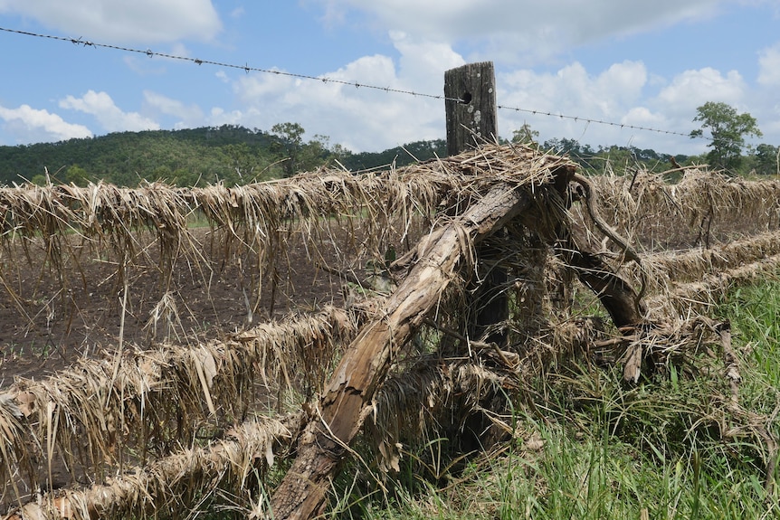 a fenceline strung with debris from a flood, including grass, twigs and large logs 