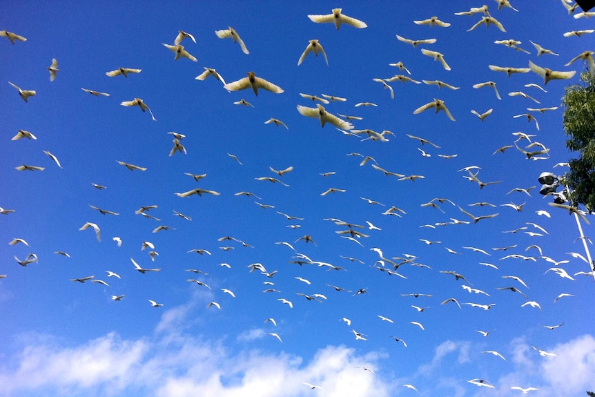 Flocks of cockatoos feast on everything in sight