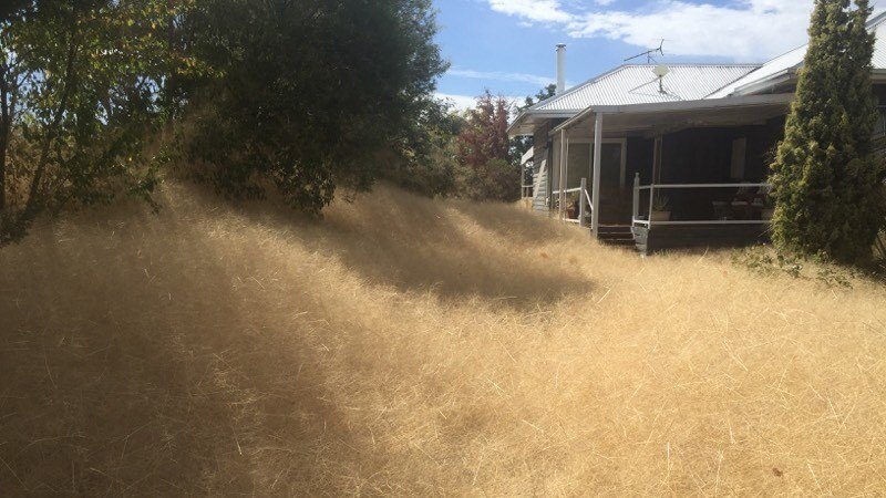 A dry yellow grass surrounding a home.