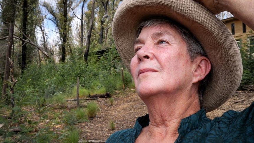 Woman stands in bush looking up at trees damaged by bushfire.