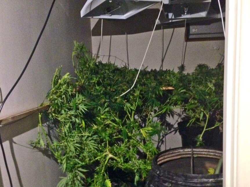 Cannabis plants were found when police went to a house at Highbury in Adelaide.