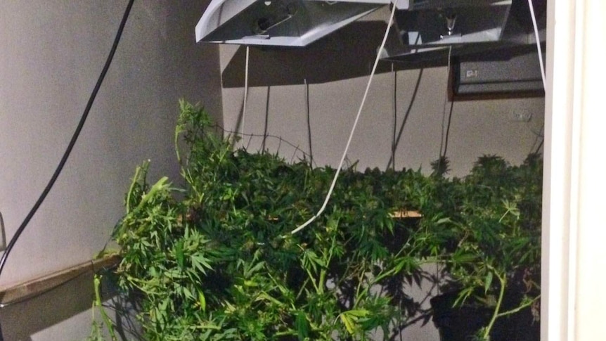 Cannabis plants were found when police went to a house at Highbury in Adelaide.