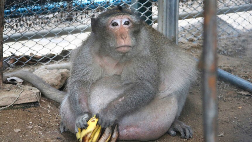Uncle Fat the monkey sits on the ground eating a banana.