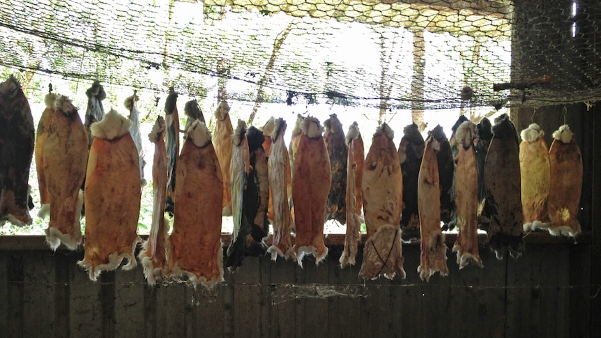 Farmed rabbit skins