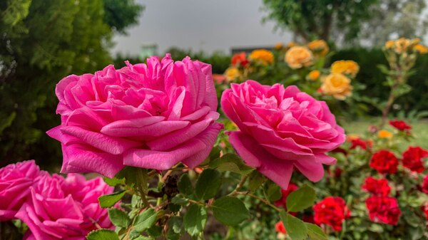 bright pink roses