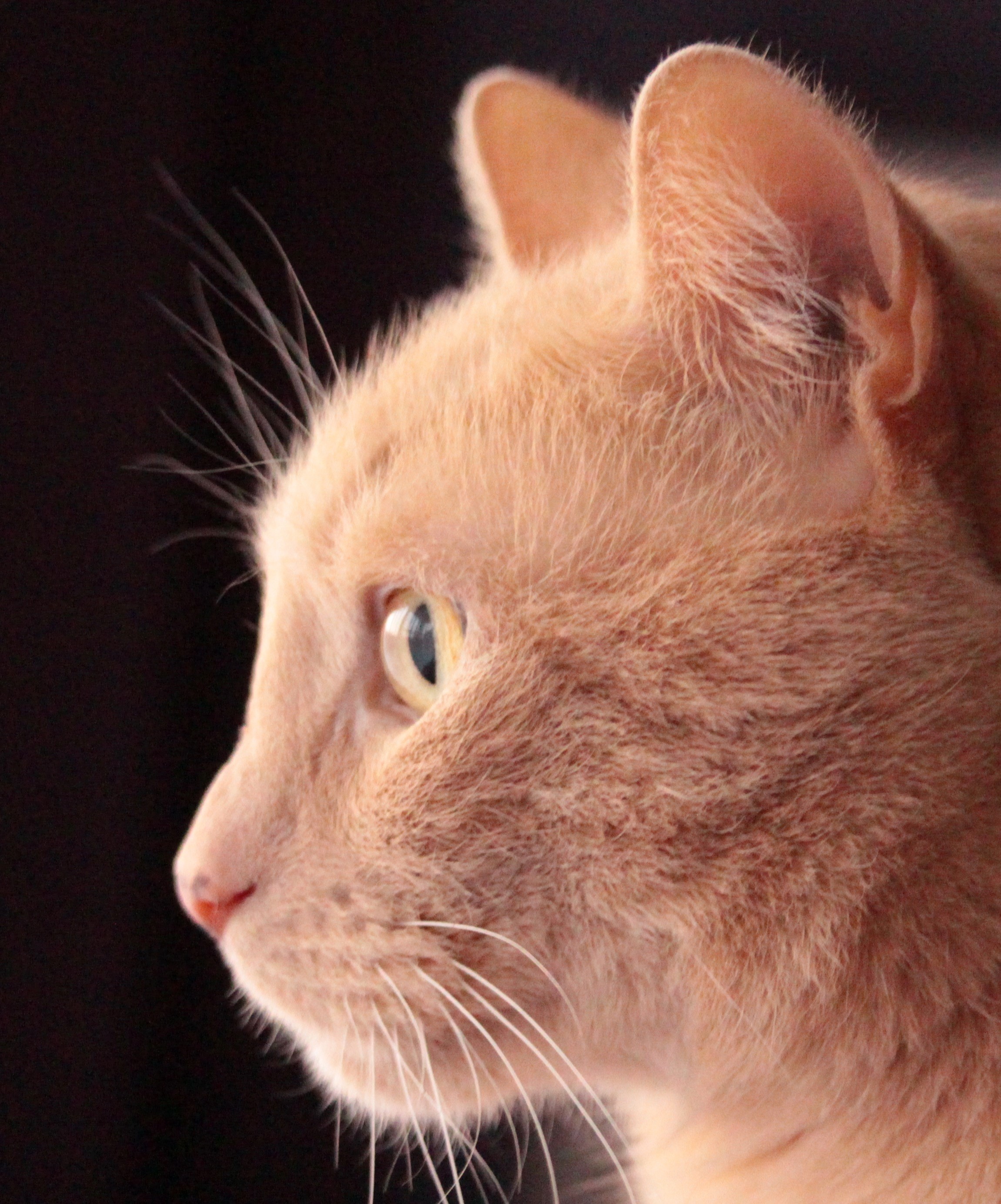 Close up of ginger cat