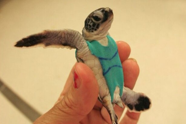 University of Queensland researchers have developed a swimsuit for endangered sea turtles