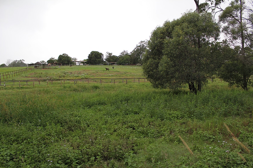 Greenery in front of a horse paddock in Bridgeman Downs, Brisbane.