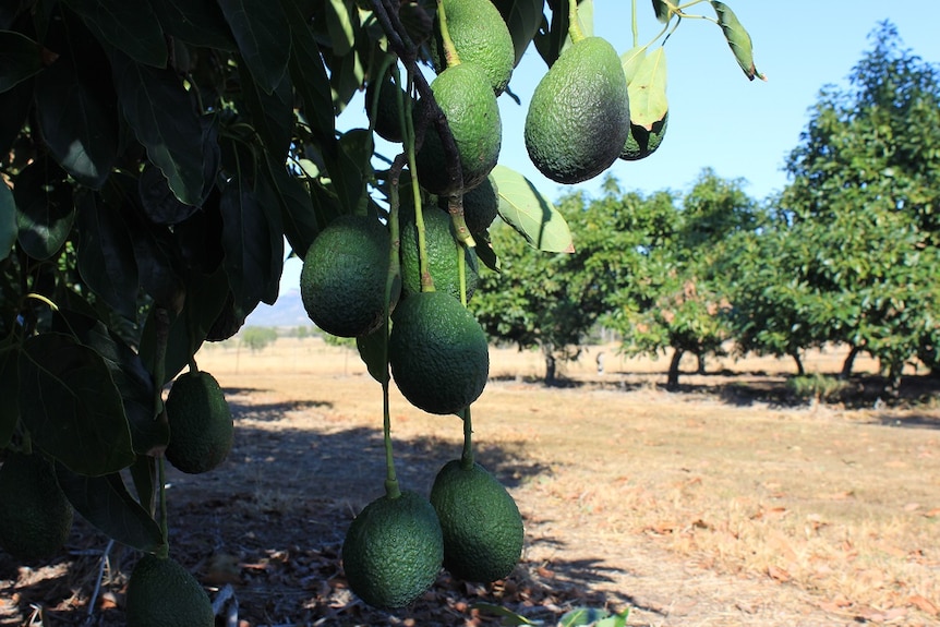 Avocados on tree at Kabra orchard