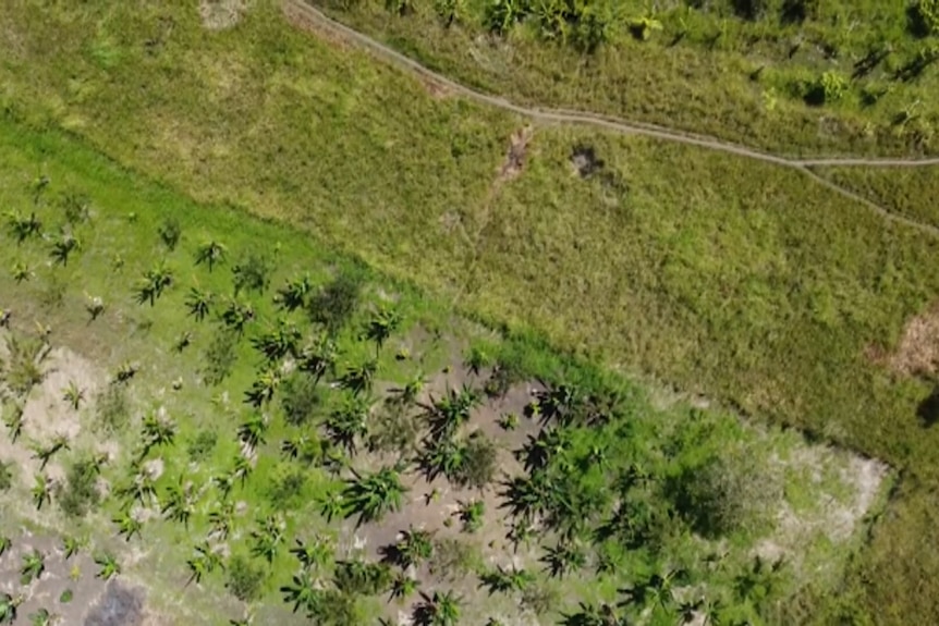 Aerial view of green pastures, crops growing divided by a trail dirt road.