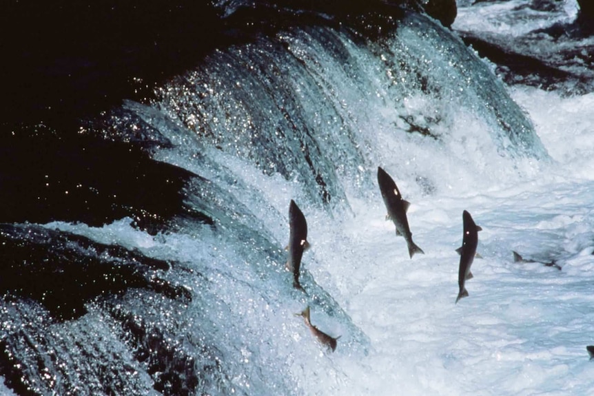 Adult salmon encounter a waterfall on their way up river to spawn