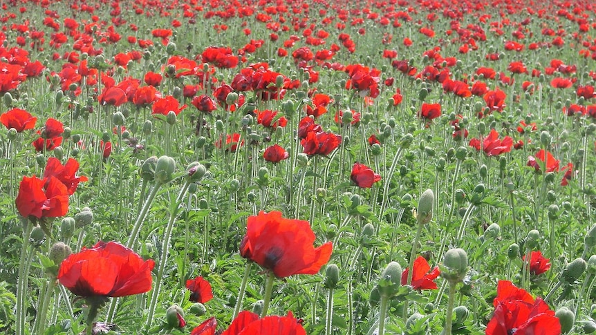 Rememberance Day in Tasmania coincides with peak flowering of this perennial poppy