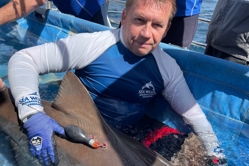 Man in blue and white sea world rash shirt, arm around shark, tracker attached. 
