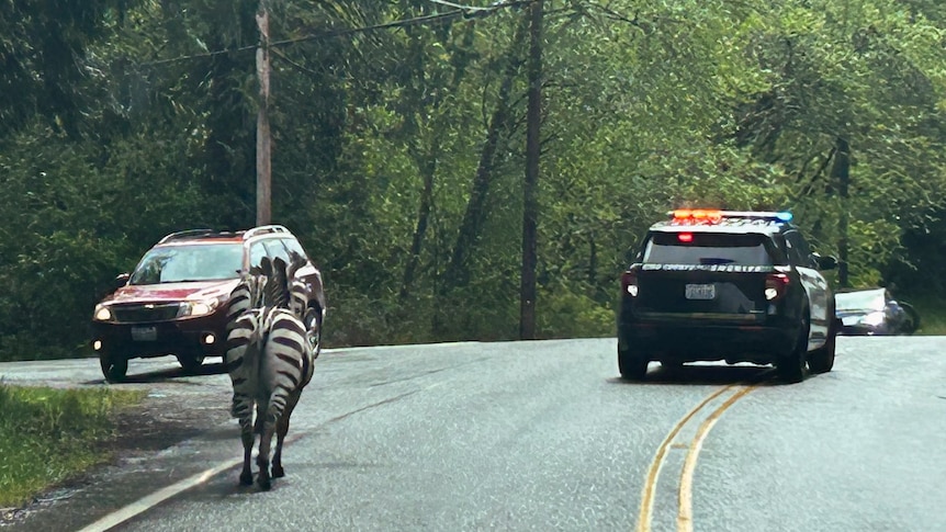 A zebra walks along the road.