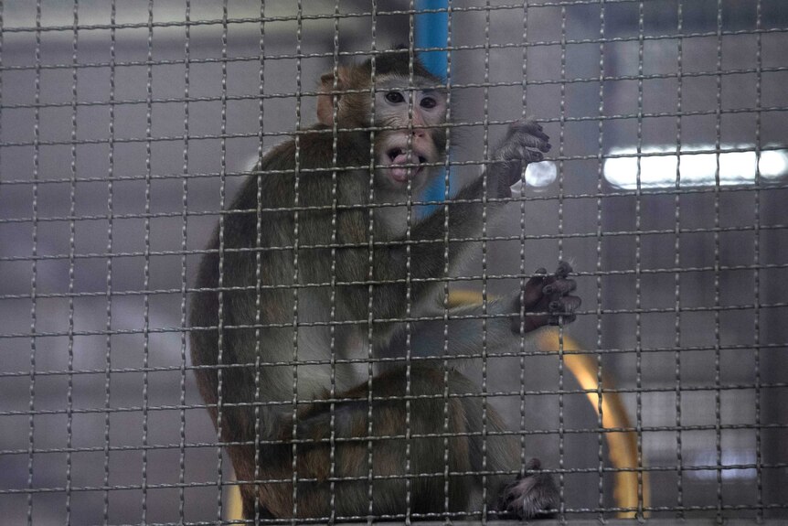 A long-tailed macaque which is kept for use in the clinical research is seen inside a cage.