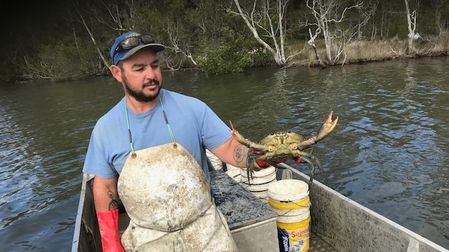 Crab fisherman Wayne Vassolo is holding a mud crab he's caught in Queen's Lake at Laurieton in NSW.