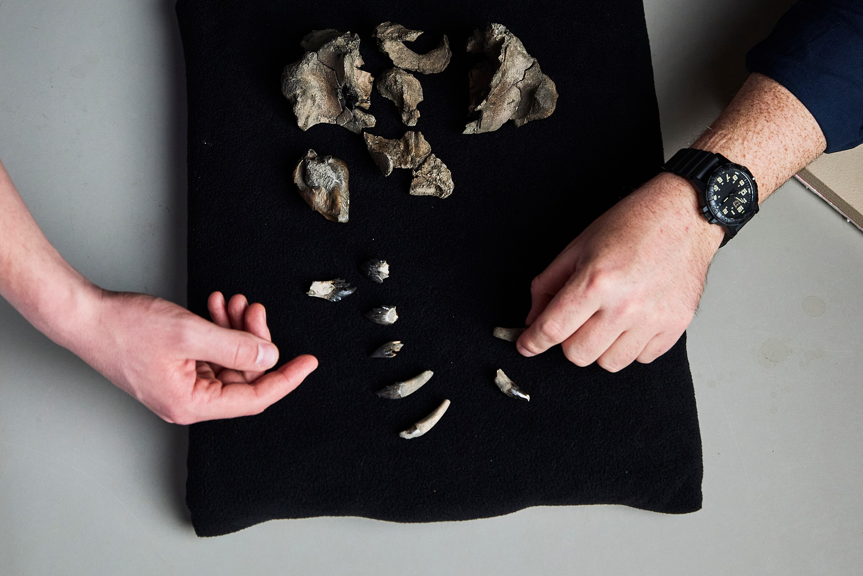 Two hands rest on black cloth which holds fragments of a skull and whale teeth.