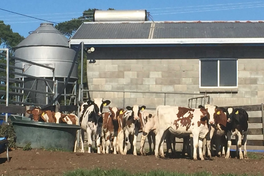Holstein calves
