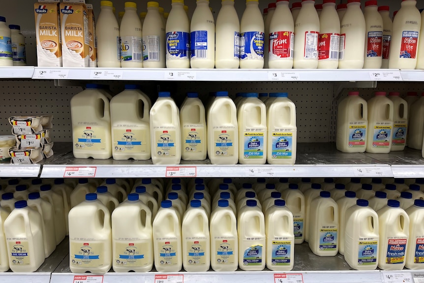 Milk bottles on shelves