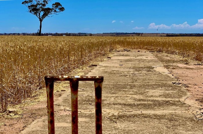A cricket pitch in the middle of a paddock, in disrepair.