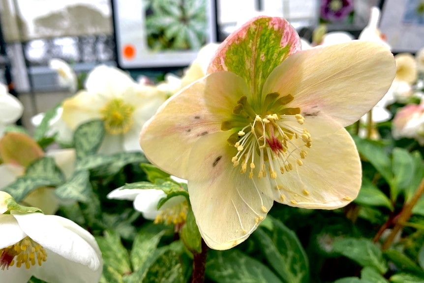 Hellebore flower