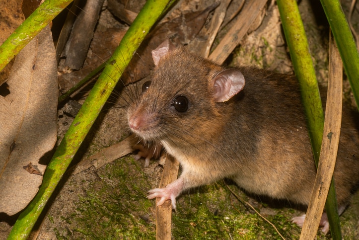 A fawn-footed melomys behind some reeds.