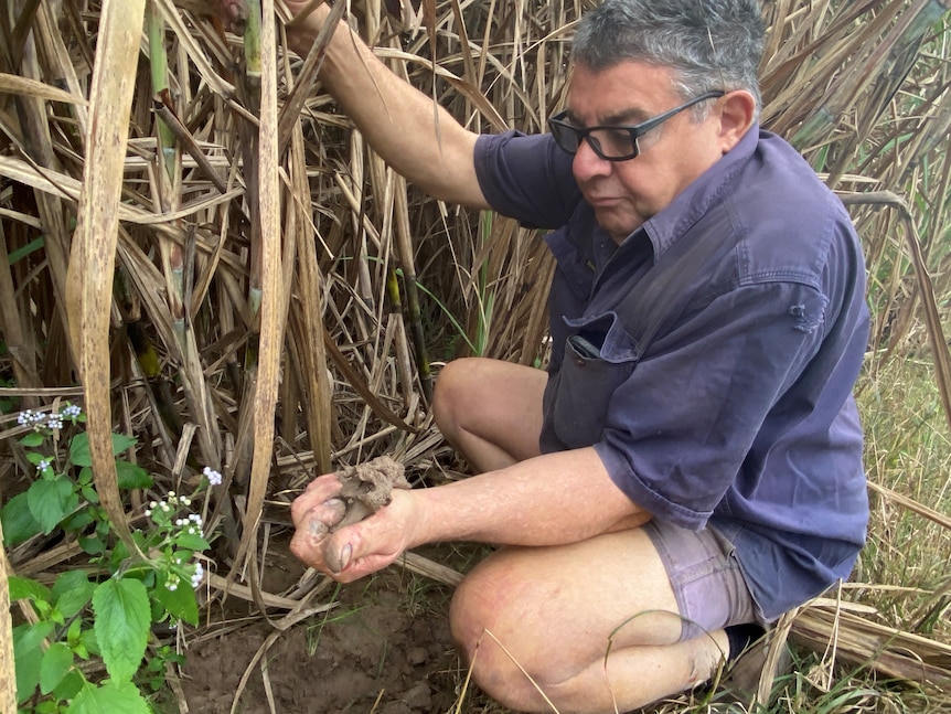 Kevin Borg squats at the edge of a cane crop holding mud in his hand, the soil beneath him is visibly muddy