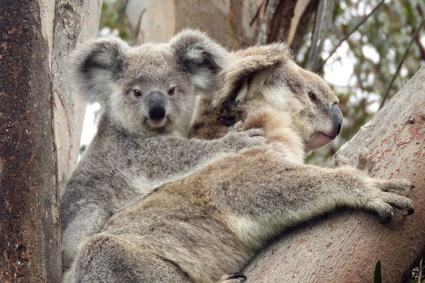 Hidden koala population in NSW's Heathcote National Park