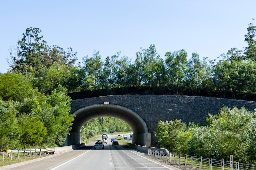 A vegetated bridge over a busy road