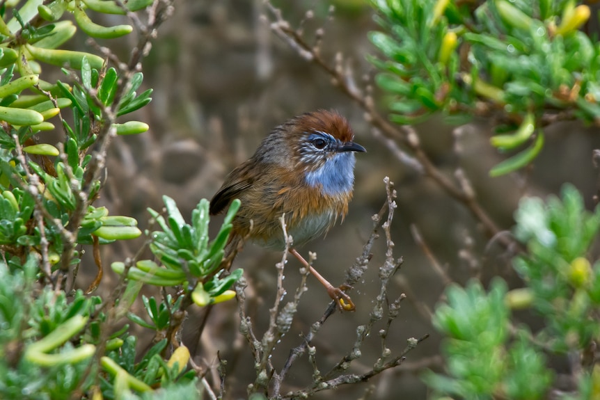 Small blue feathered birds