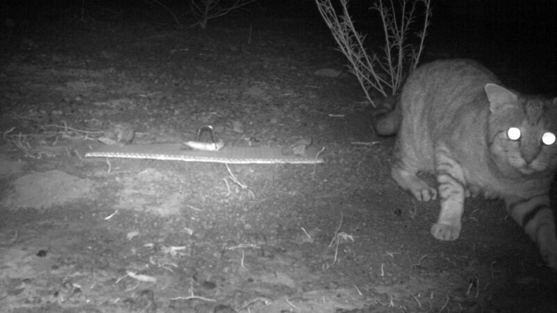 A black and white photo of a feral cat caught on the Department of Parks and Wildlife camera.