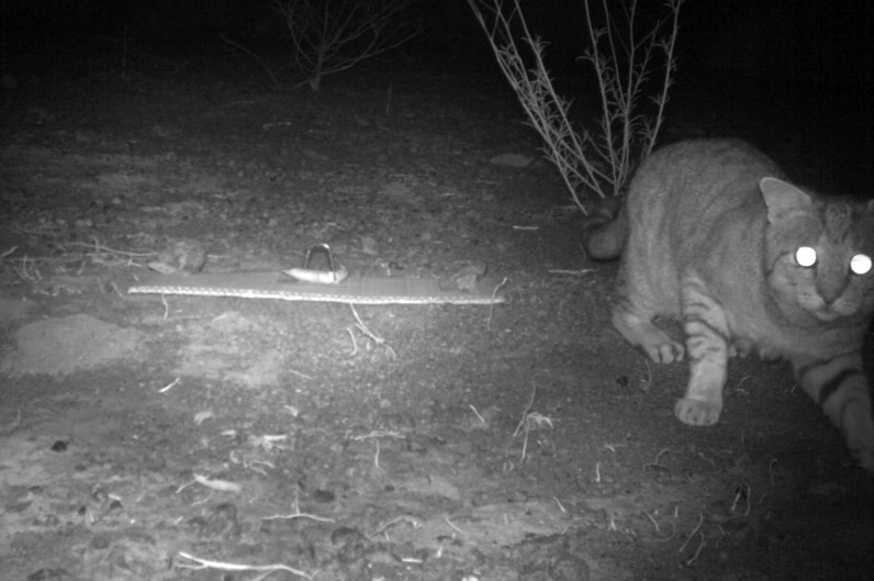 A black and white photo of a feral cat caught on the Department of Parks and Wildlife camera.