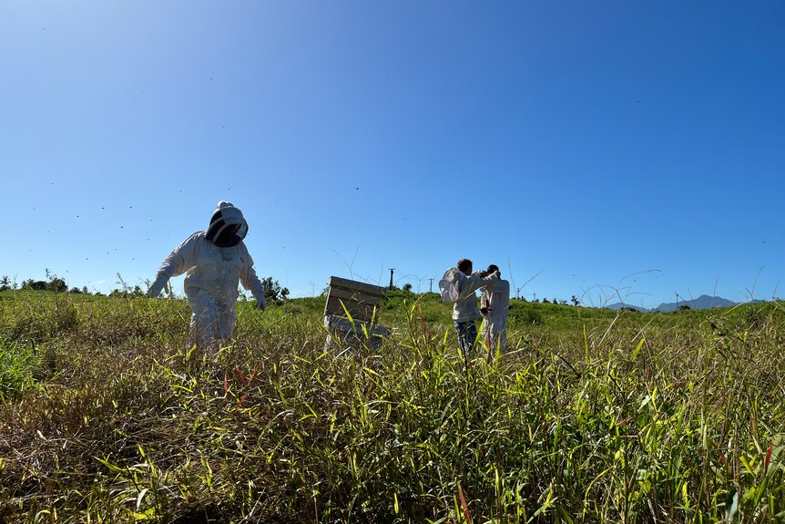 Beekeepers work in field in Fiji. 