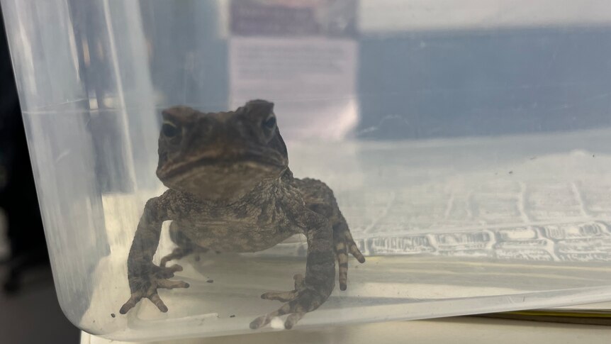 The juvenile cane toad contained in a plastic container. 