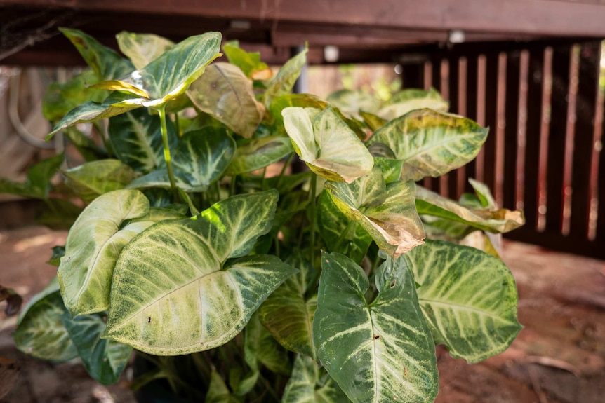 Green leafy plant in a pot with some leaves going brown