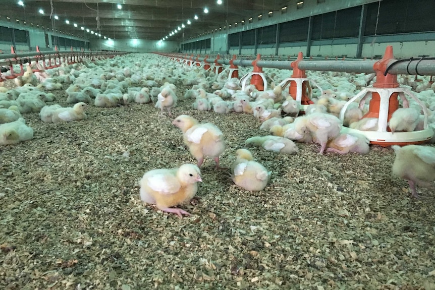 Free-range poultry farm near Beaudesert