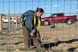 A woman wearing a denim jacket and a yellow scarf looks at the ground holding a shovel as she digs in a vegetable patch.