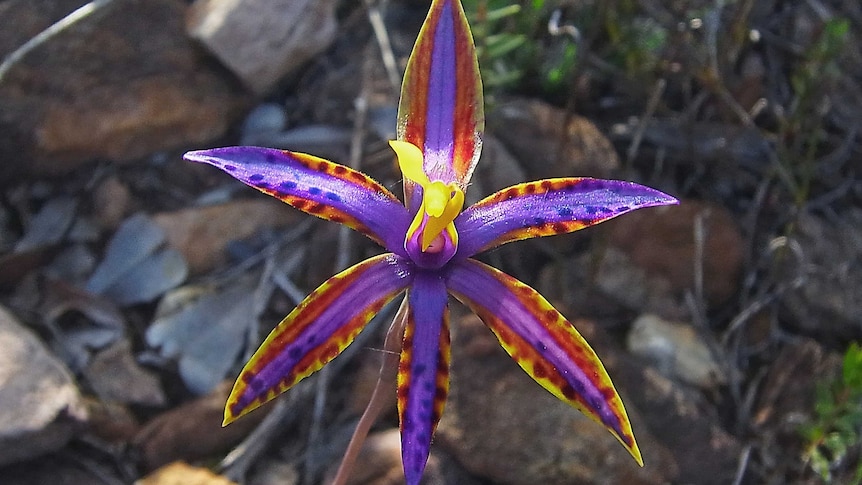 A Queen of Sheba orchid blooms in the bush.