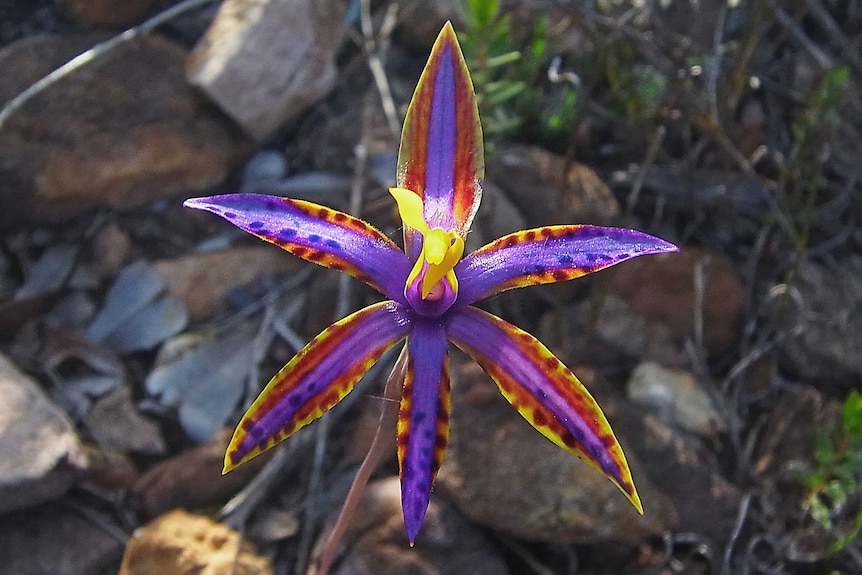 A purple and yellow orchid blooming in the bush.