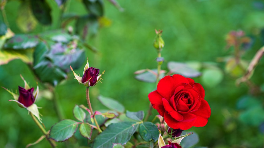 A single, bright red rose with twisting 