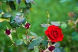 A single, bright red rose with twisting 