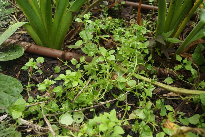 A green plants grows close to the ground.